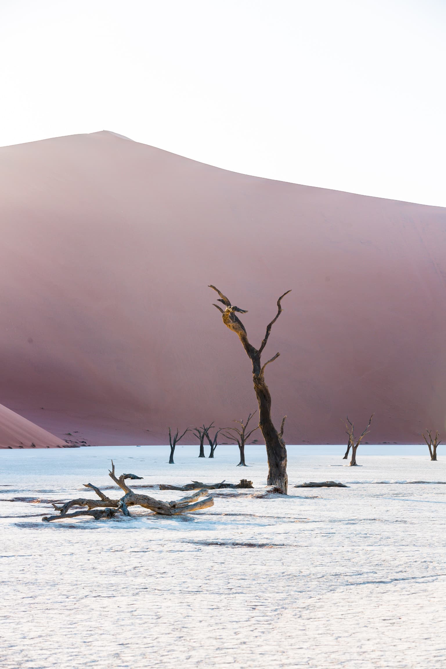 Dead trees on a white clay pan in front of a red dune
